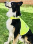 Safety Vest for Dogs, Korntex